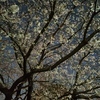 夜桜