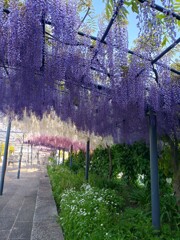 フジ　〜万博記念公園〜