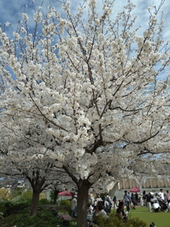 立派な桜