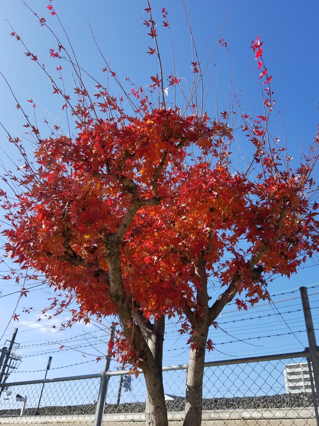 赤く色づいた紅葉