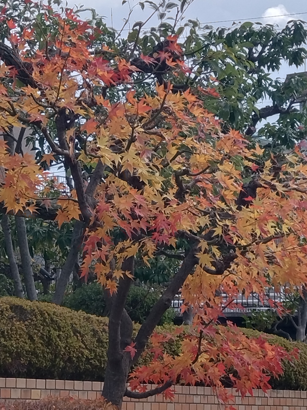 色鮮やかな紅葉