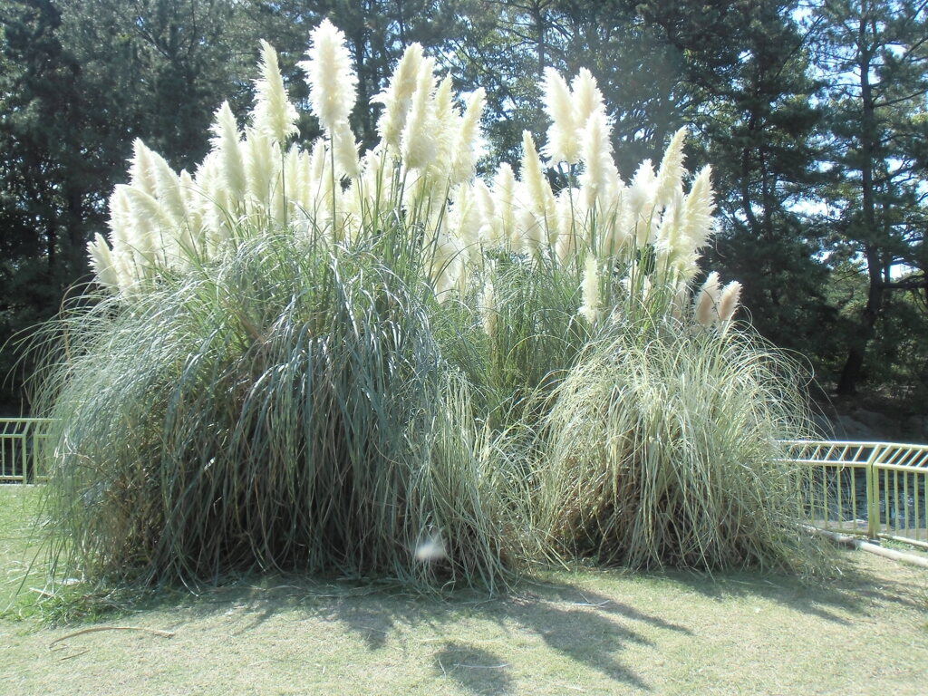 黄金色に輝くパンパスグラス