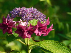 紫陽花　-火の鳥-