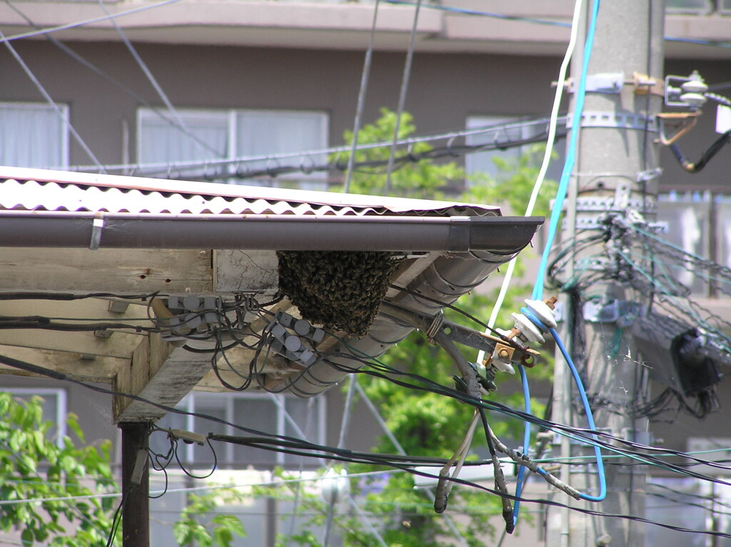 みつばち　分峰中