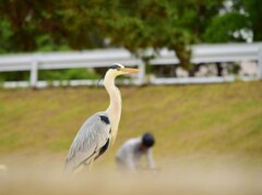 アオサギ