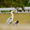 アオサギ