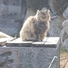 うとうと猫
