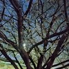 夜の木々