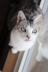 愛猫