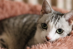 愛猫
