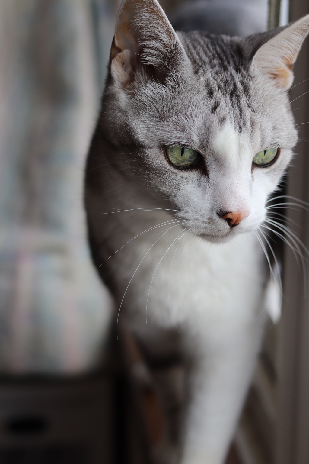 愛猫2