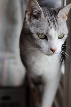 愛猫2