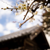 春の報せ