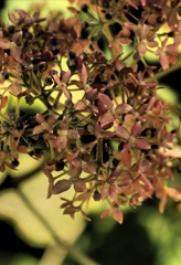 紫陽花のほんとの話