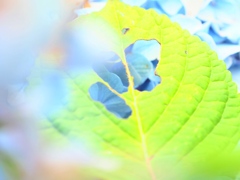 紫陽花の花