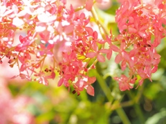 紫陽花