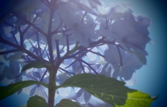 紫陽花寺にて