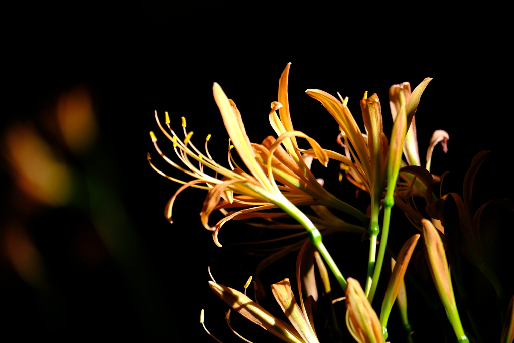 オオキツネノカミソリ