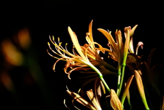 オオキツネノカミソリ