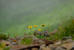 乗鞍岳の花