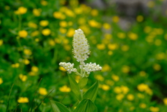 乗鞍岳の花