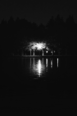 湖畔から覗く光