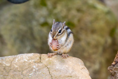 シマリス