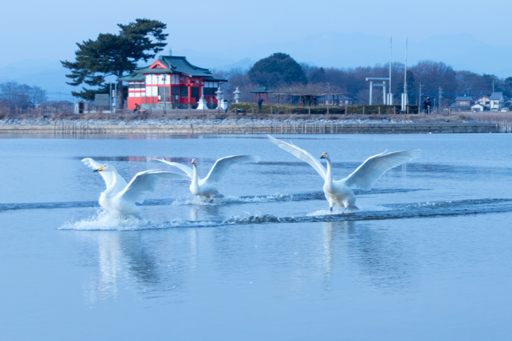 邑楽　多々良沼公園