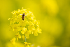 菜