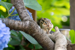 シマリス