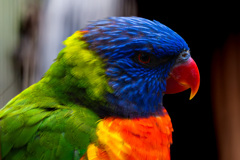 ゴシキセイガイインコ