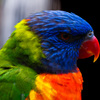 ゴシキセイガイインコ
