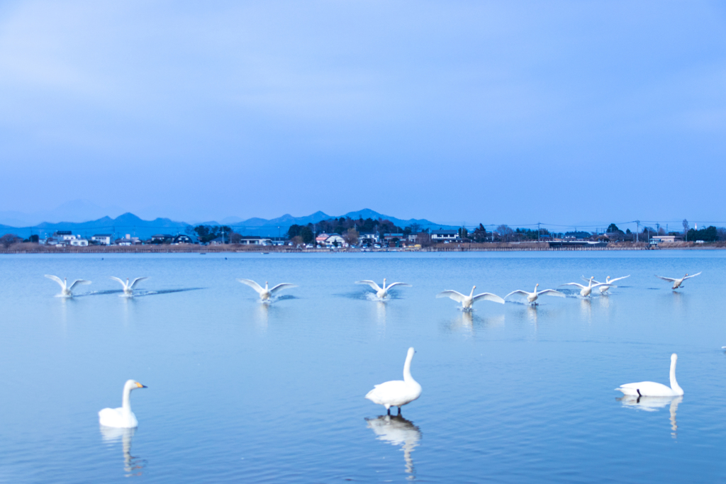 邑楽　多々良沼公園