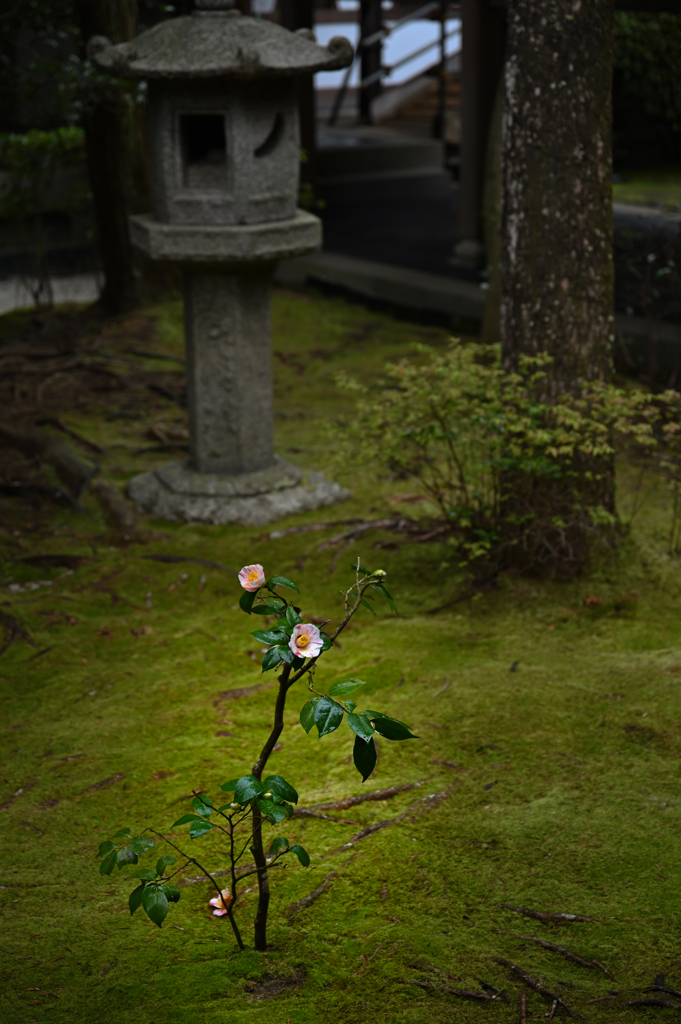 京都　龍安寺