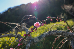 春の光
