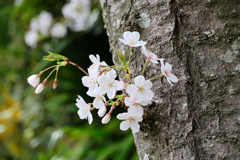 子桜