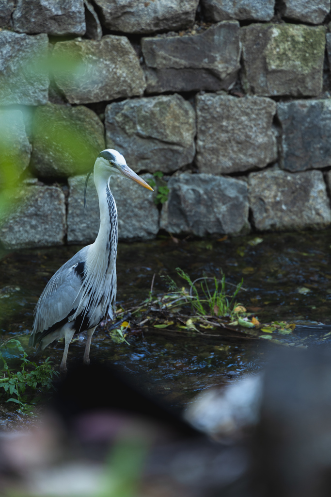 アオサギと高瀬川