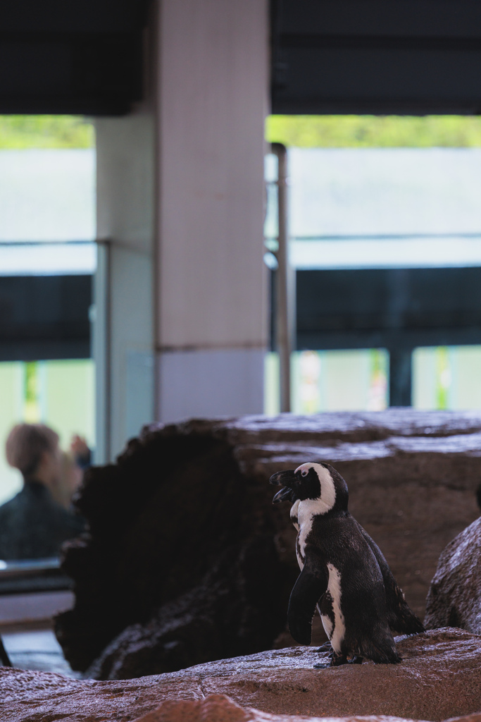 京都水族館　ペンギン