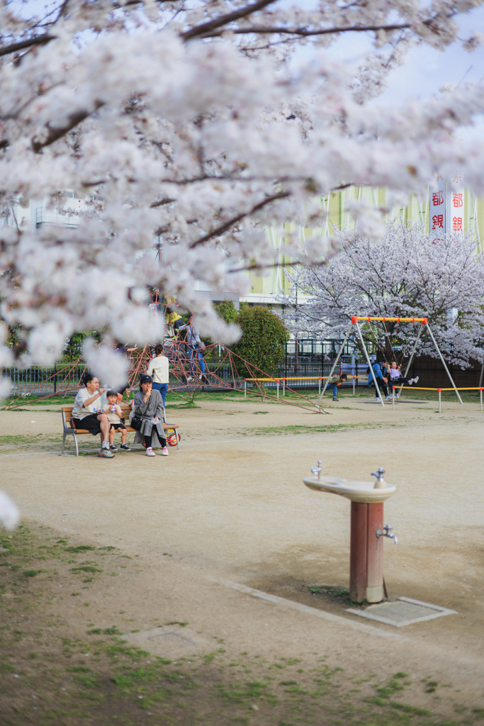 桜