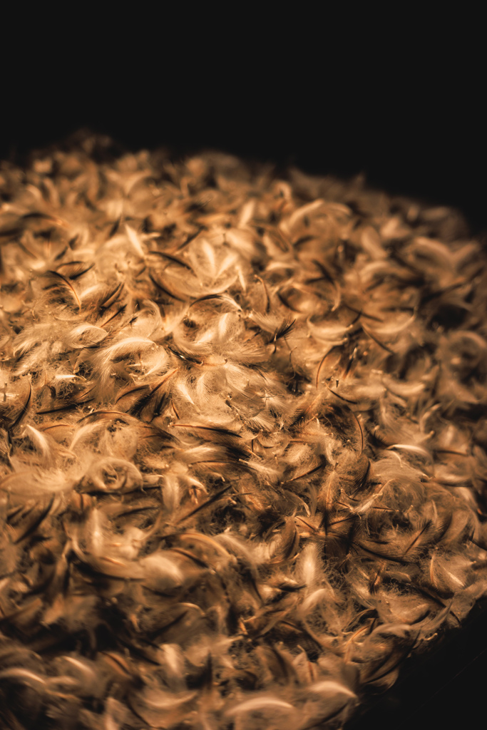 京都水族館　ペンギンの羽