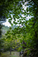 紅葉狩り（フライング）②