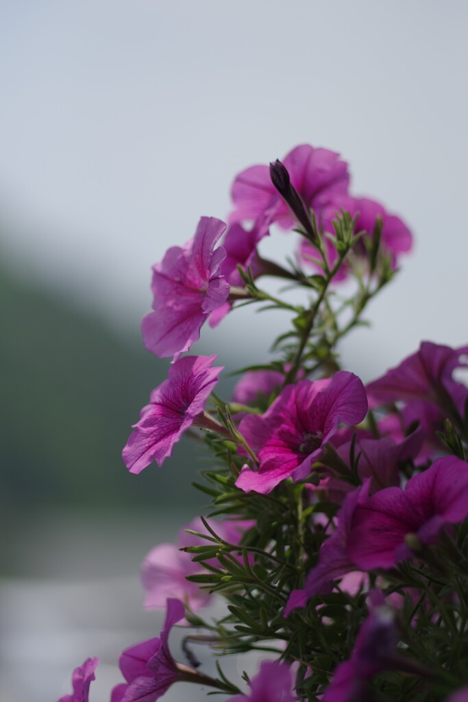 店先の花