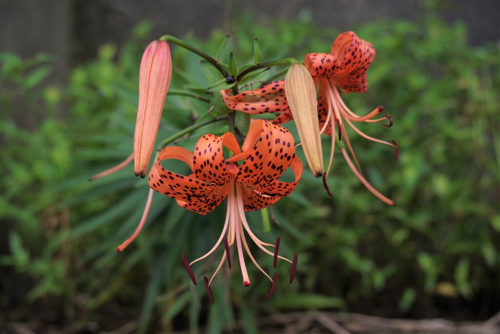 橙色の花