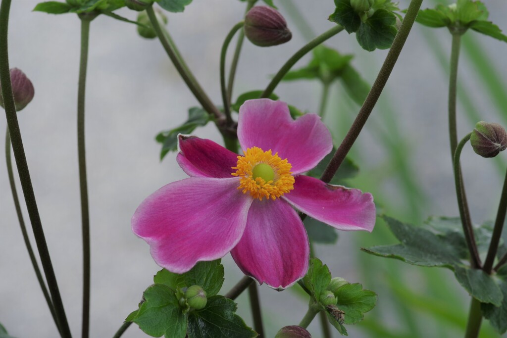 散策路の花