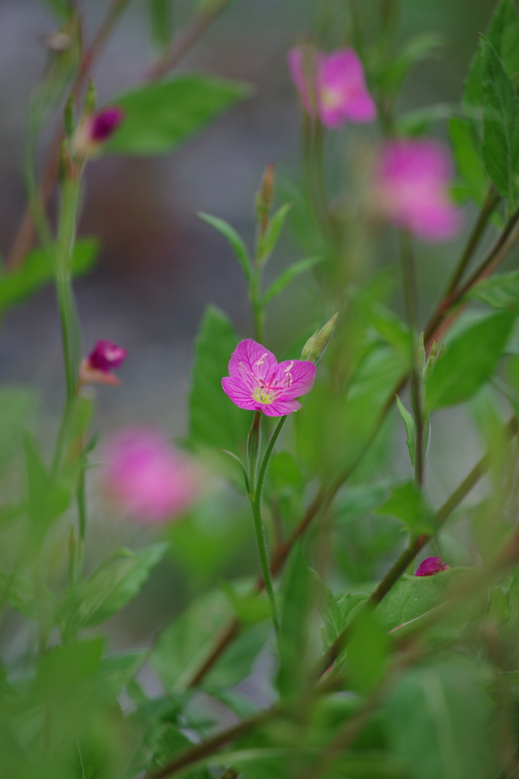 桃色の花