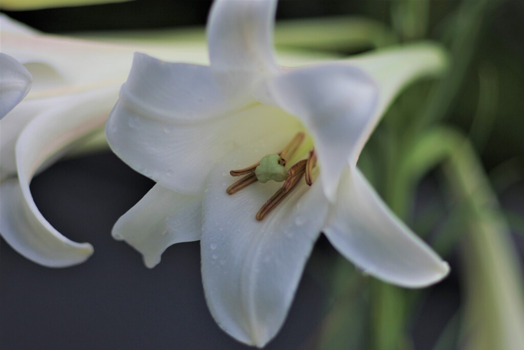 百合の花