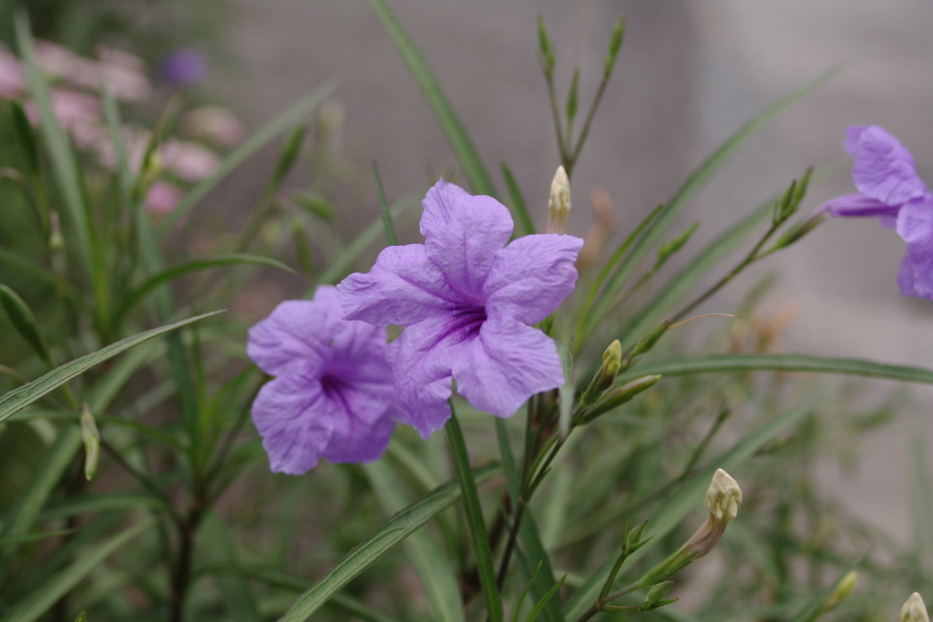 藤色の花２