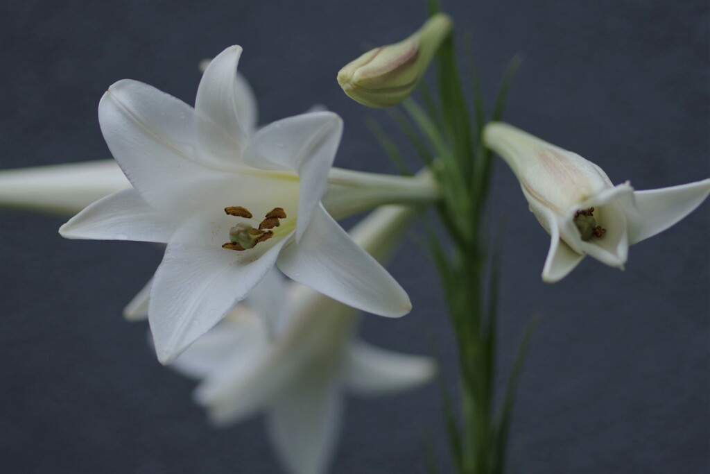 百合の花