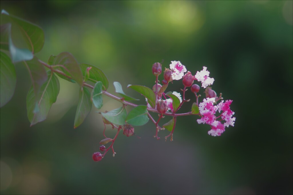 夏の花