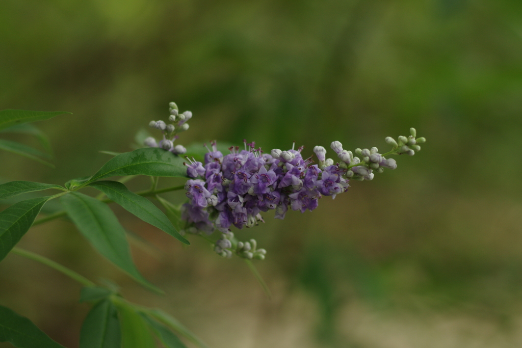 野の花